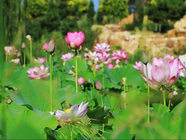 夏之映日芙蕖 (6)